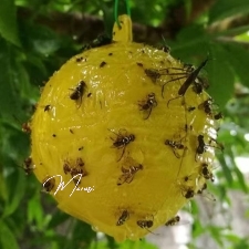 Putukate liimpüünis (plastist, läbimõõt 8 cm, kollane)